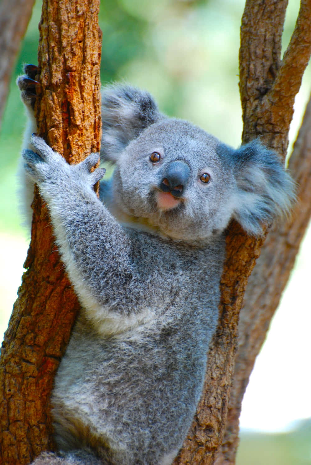 Koala Bear 桌布 壁紙 — 一隻毛茸茸的灰色無尾熊在陽光明媚的森林中，用明亮的眼睛和好奇的表情緊抓著樹幹。