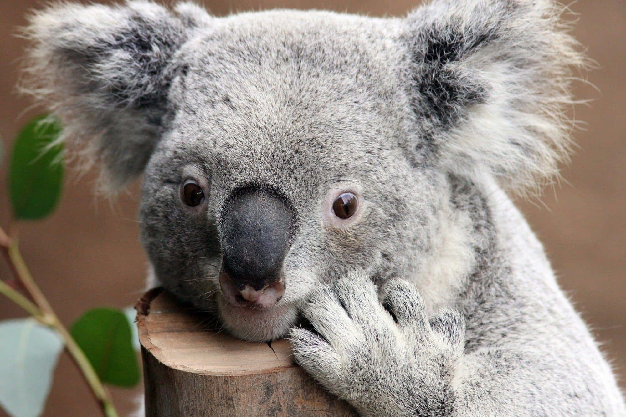 Koala Bear 桌布 壁紙 — 一隻毛茸茸的灰色無尾熊將頭靠在木樁上，附近有綠葉的特寫。