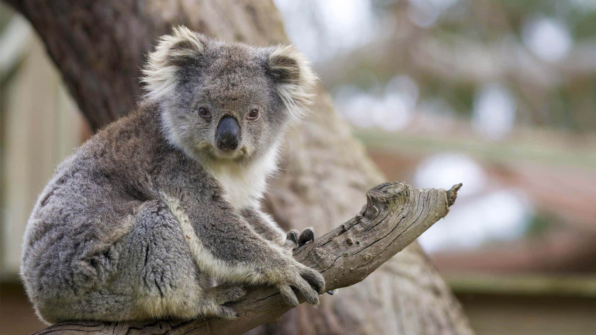 Koala 桌布 壁紙 — 一隻毛茸茸的灰色無尾熊平靜地坐在風化的樹枝上，用溫柔的眼睛直視鏡頭。