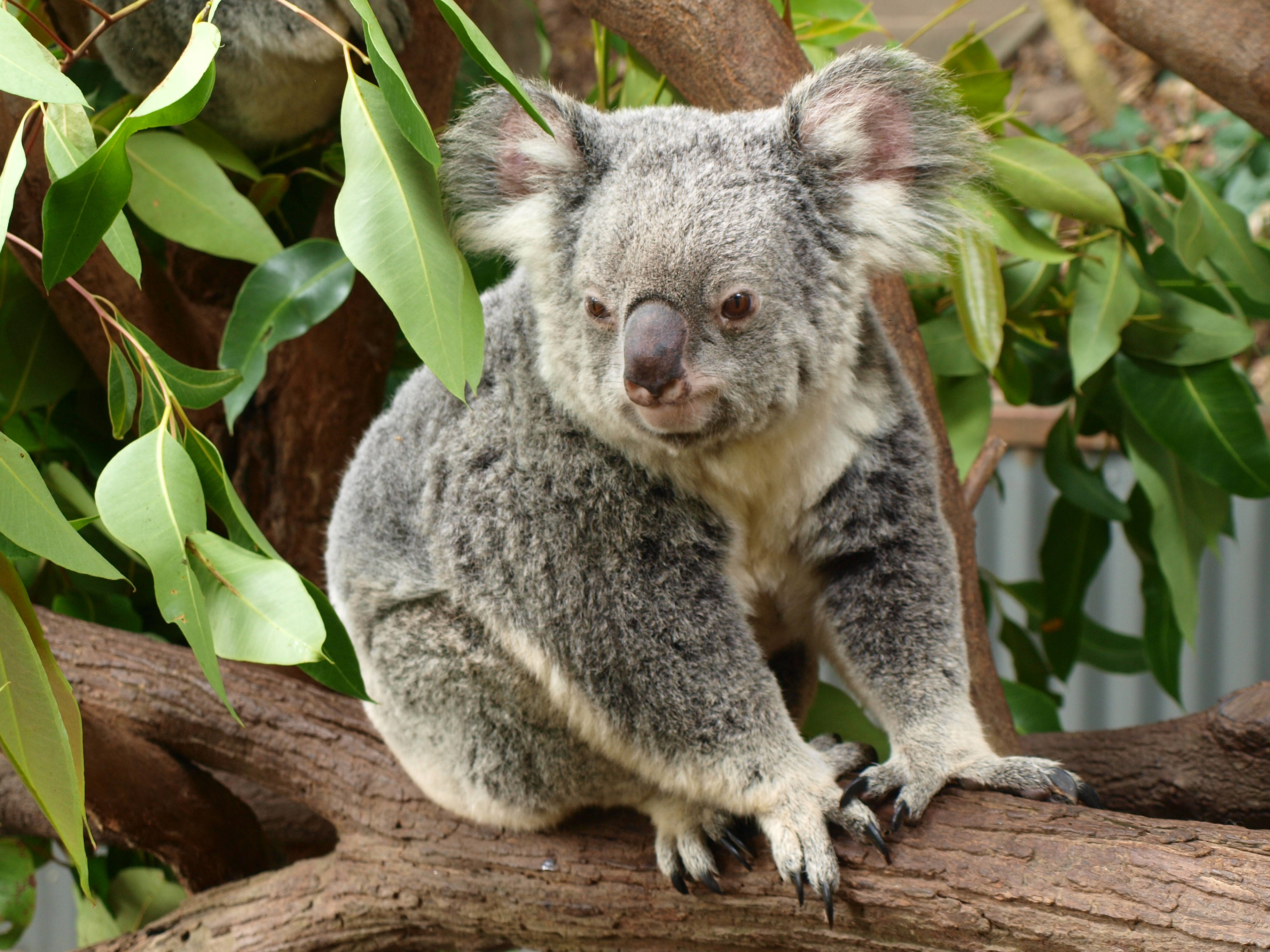 Koala 桌布 壁紙 — 一隻毛茸茸的灰色無尾熊平靜地棲息在樹枝上，周圍是充滿活力的綠色尤加利葉。