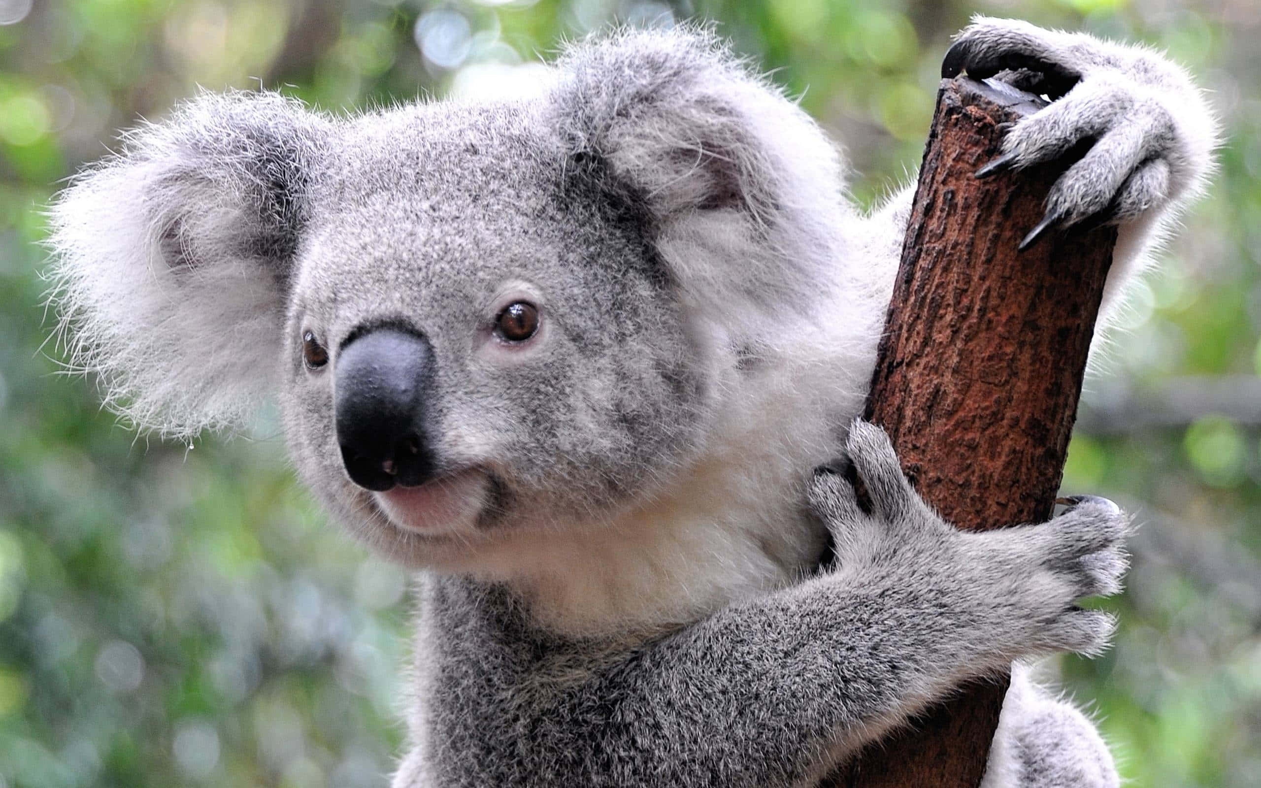Koala 桌布 壁紙 — 一隻毛茸茸的灰色無尾熊用大爪和柔軟的白色毛皮緊抓著粗糙的樹幹，背景是模糊的綠色森林。