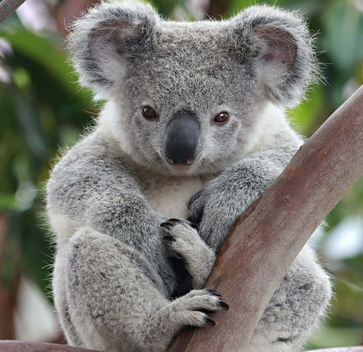 Koala Bear 桌布 壁紙 — 一隻毛茸茸的灰色無尾熊用大耳朵和深色眼睛直接看著鏡頭，緊緊抓住樹枝。