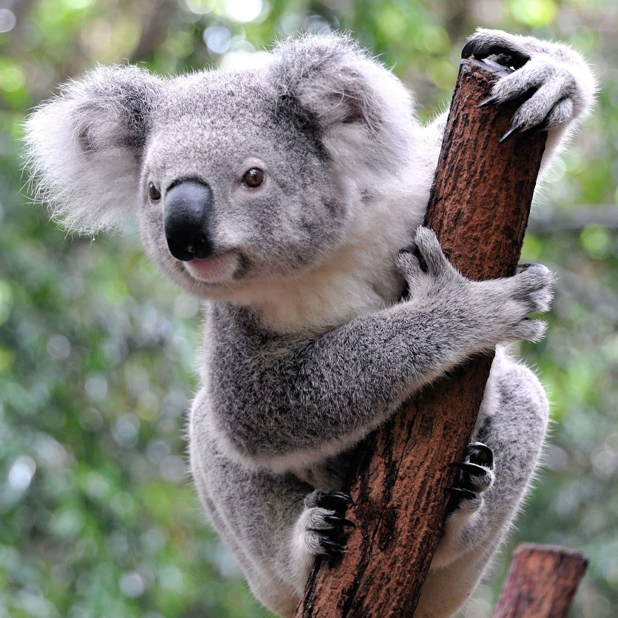 Koala Bear 桌布 壁紙 — 一隻毛茸茸的灰色無尾熊用鋒利的爪子緊抓樹幹，背景是柔和的綠色森林。