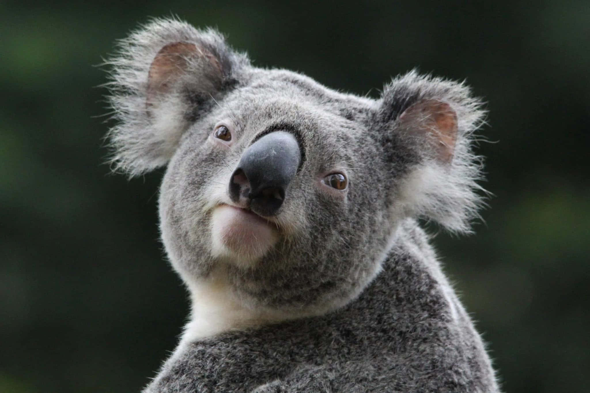 Koala Bear 桌布 壁紙 — 一隻毛茸茸的灰色無尾熊的大特寫，有大耳朵和好奇的眼睛，向上望著模糊的綠色背景。