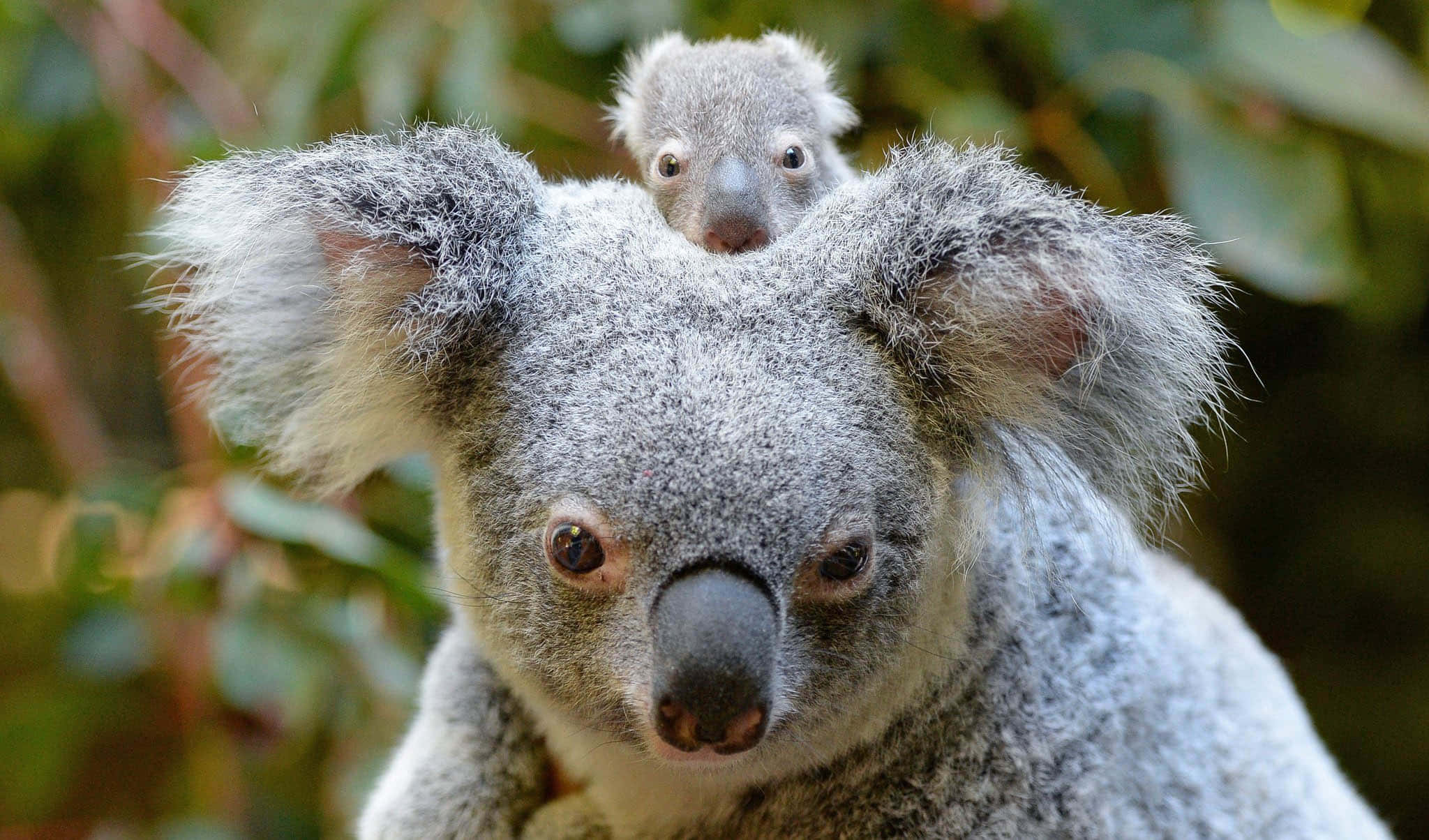 Koala 桌布 壁紙 — 一隻毛茸茸的灰色無尾熊的特寫，有一隻小無尾熊寶寶在牠的肩膀上探頭，周圍是綠色樹葉。
