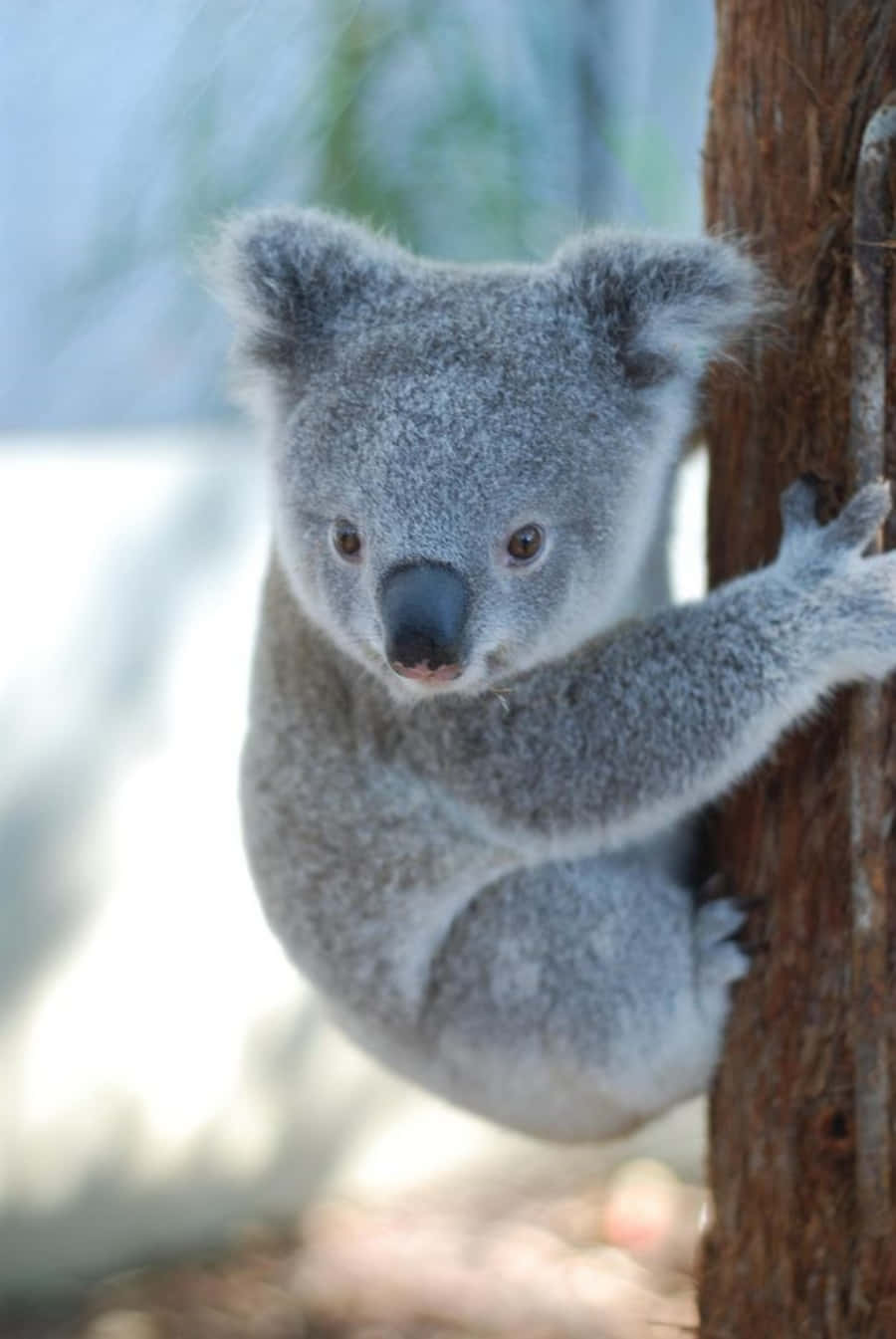 Koala Bear 桌布 壁紙 — 一隻毛茸茸的灰色無尾熊緊抓樹幹，明亮眼睛好奇地凝視鏡頭，在柔和日光下。