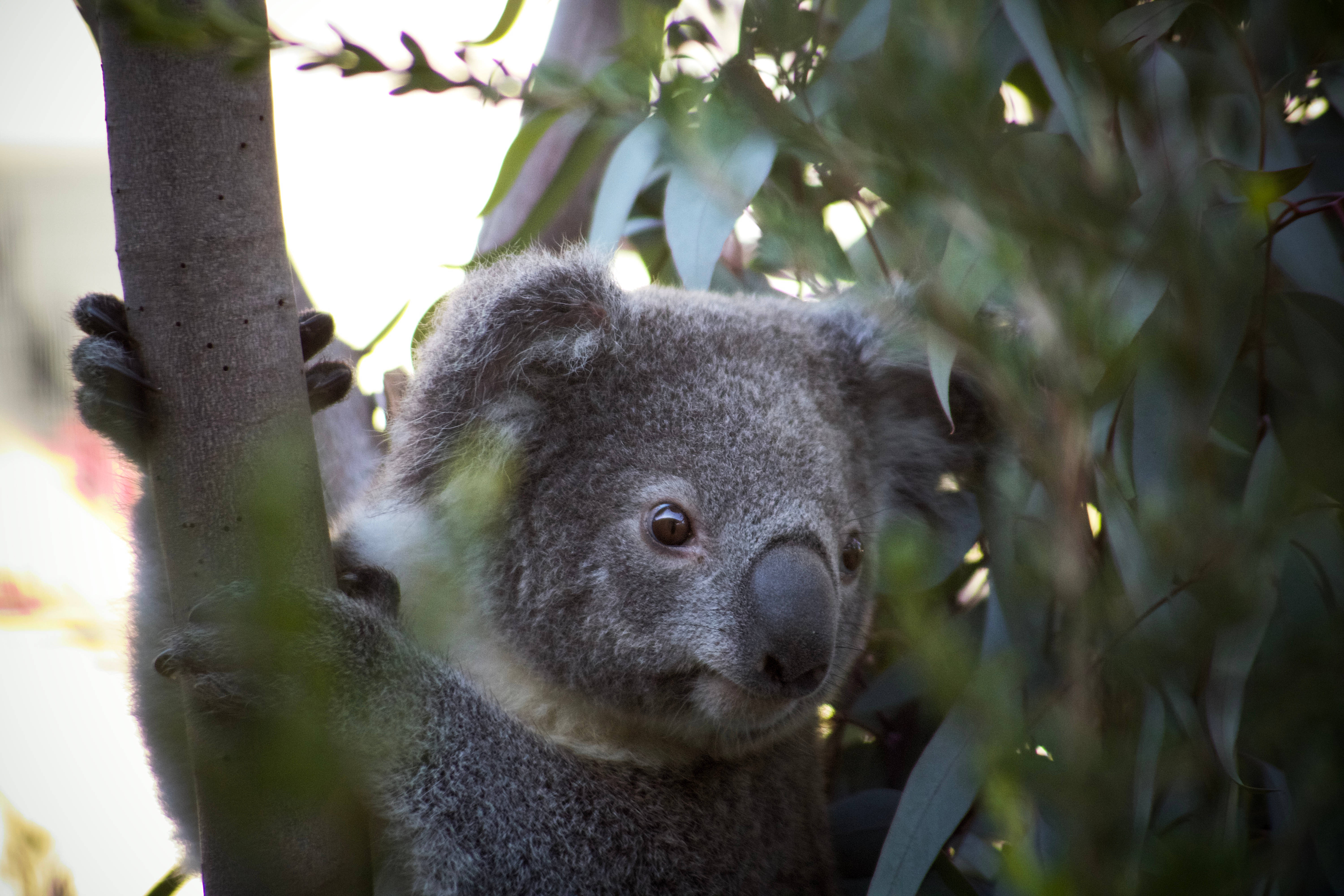 Koala 桌布 壁紙 — 一隻毛茸茸的灰色無尾熊緊抓樹幹，在柔和日光下透過綠色尤加利葉窺視。