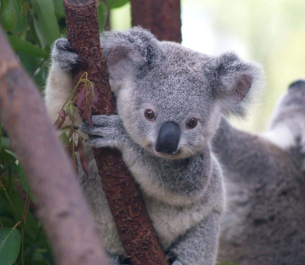 Koala 桌布 壁紙 — 一隻毛茸茸的灰色無尾熊緊抓樹枝，明亮的眼睛向前凝視，周圍是綠葉。