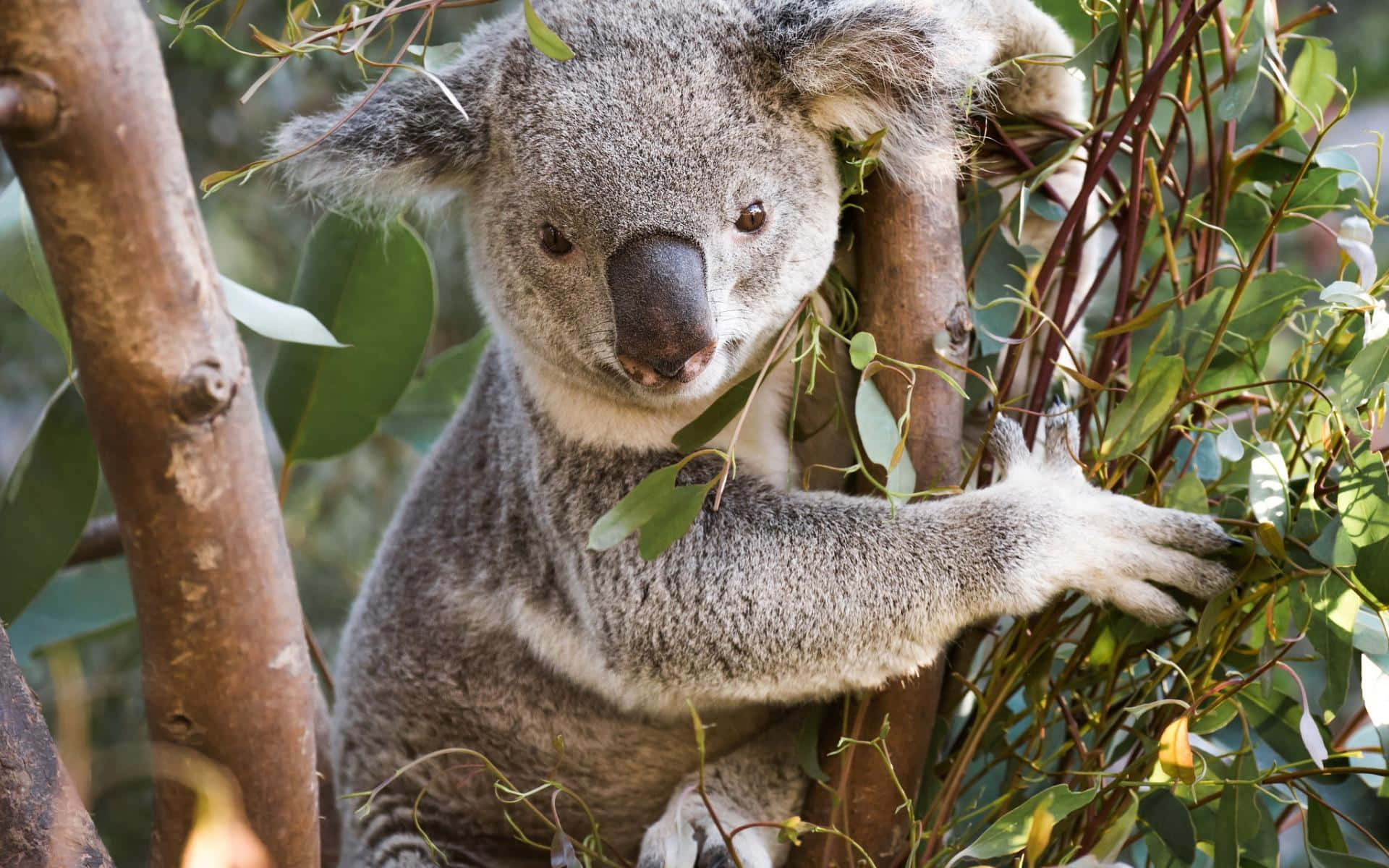 Koala Bear 桌布 壁紙 — 一隻毛茸茸的灰色無尾熊緊抓著尤加利樹枝，好奇地咀嚼樹葉。