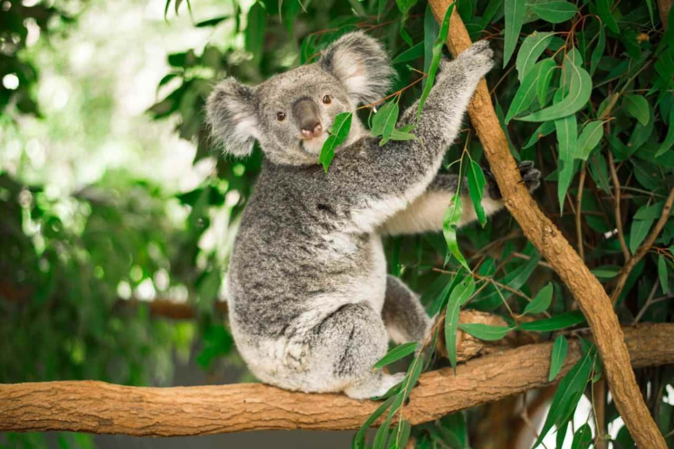 Koala Bear 桌布 壁紙 — 一隻毛茸茸的灰色無尾熊緊抓著尤加利樹枝，咀嚼著亮綠色的葉子，周圍是茂密的樹葉。
