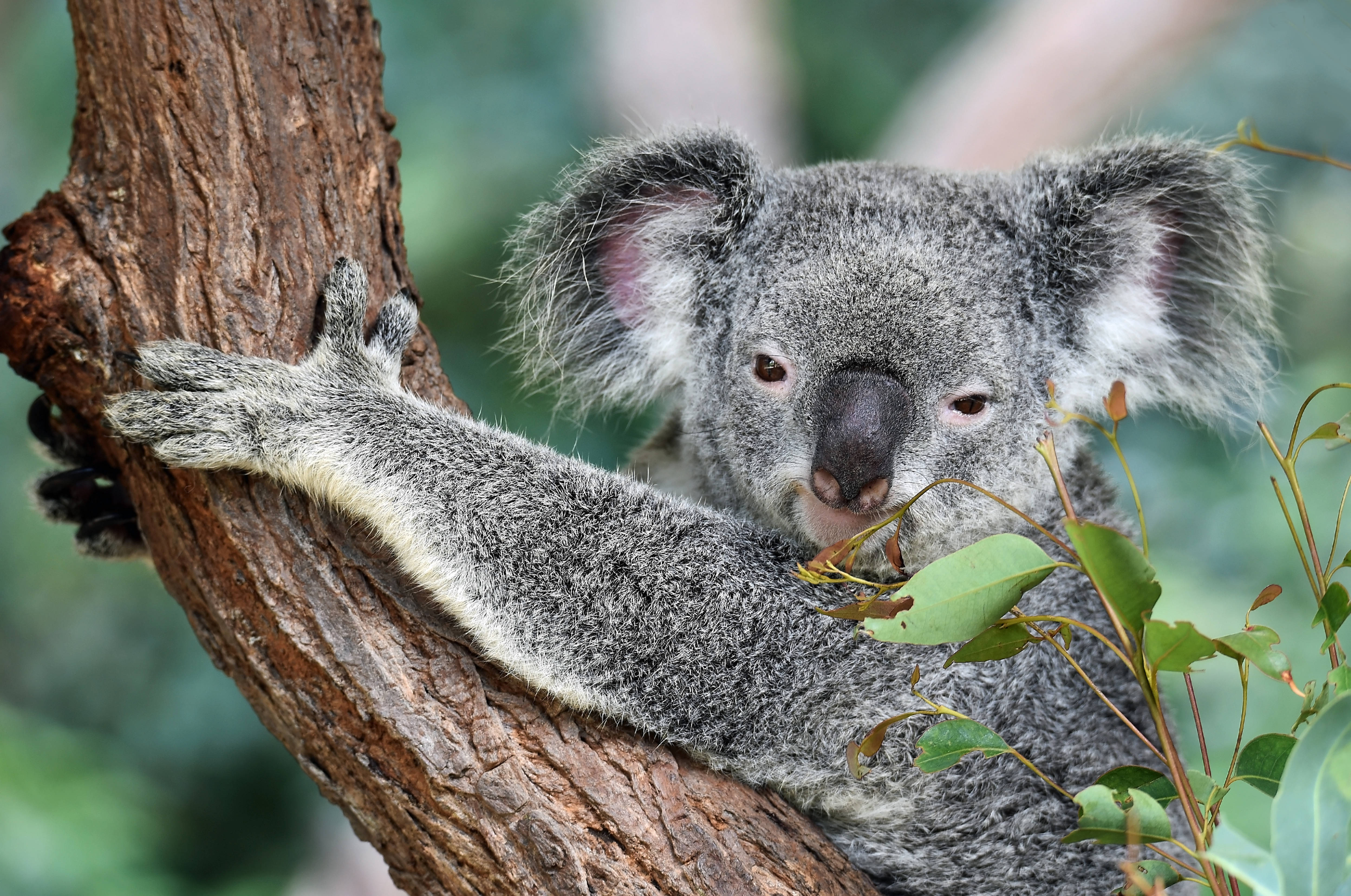 Koala 桌布 壁紙 — 一隻毛茸茸的灰色無尾熊緊抓著粗糙的樹幹，周圍是綠色的尤加利葉。