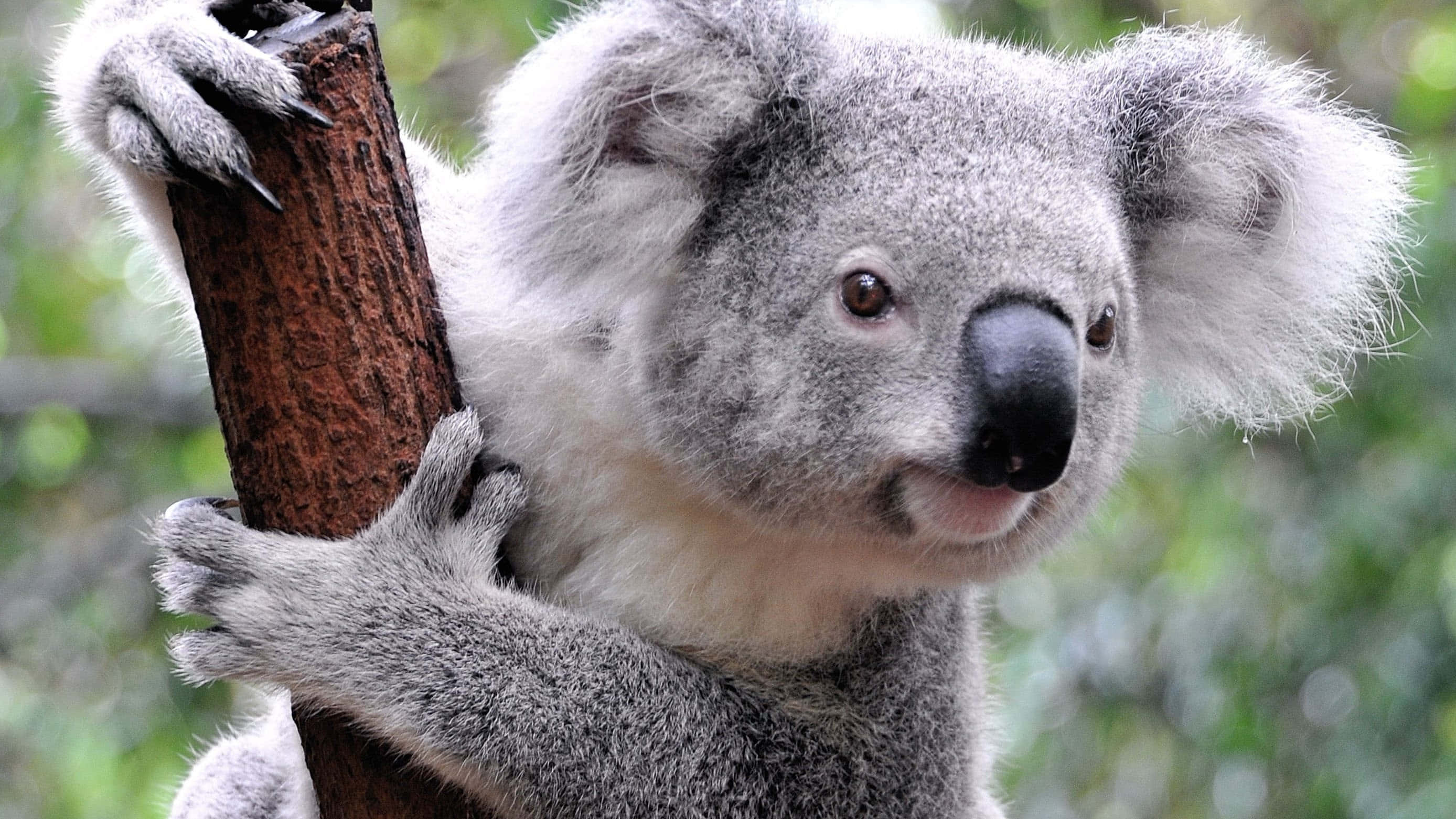 Koala Bear 桌布 壁紙 — 一隻毛茸茸的灰色無尾熊緊抓著粗糙的樹幹，背景是柔和的綠色葉片模糊不清。