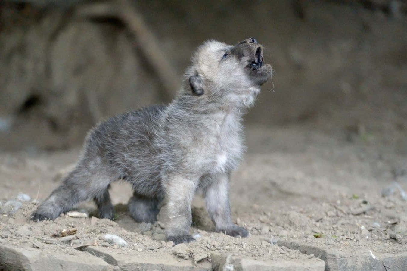 Wolf Pup 桌布 壁紙 — 一隻毛茸茸的灰色狼崽站在沙地上，頭向後仰發出叫聲，背景是模糊的泥土色。