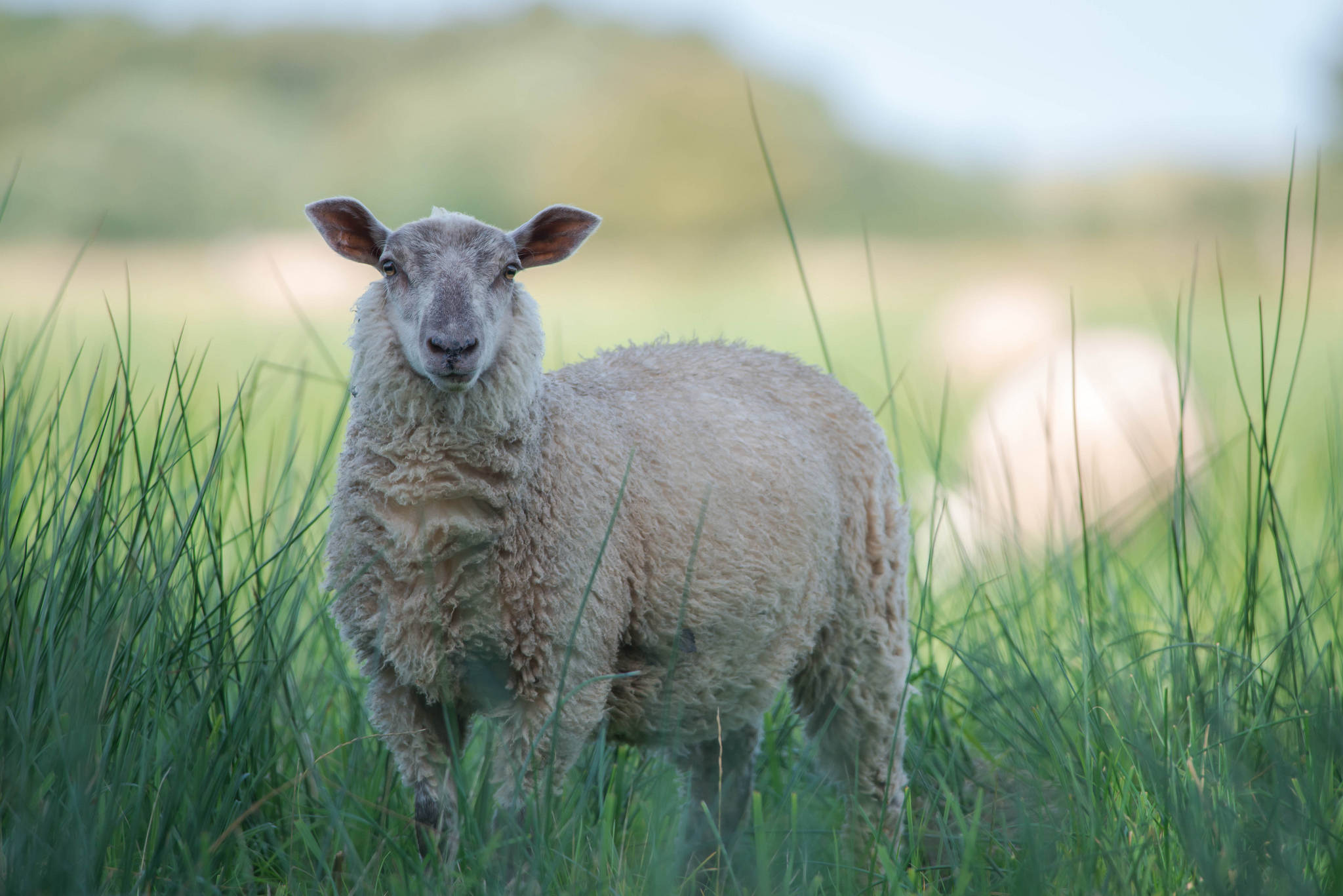 Sheep 桌布 壁紙 — 一隻毛茸茸的灰色綿羊警覺地站在高高的綠草中，背景是柔和模糊的草地。