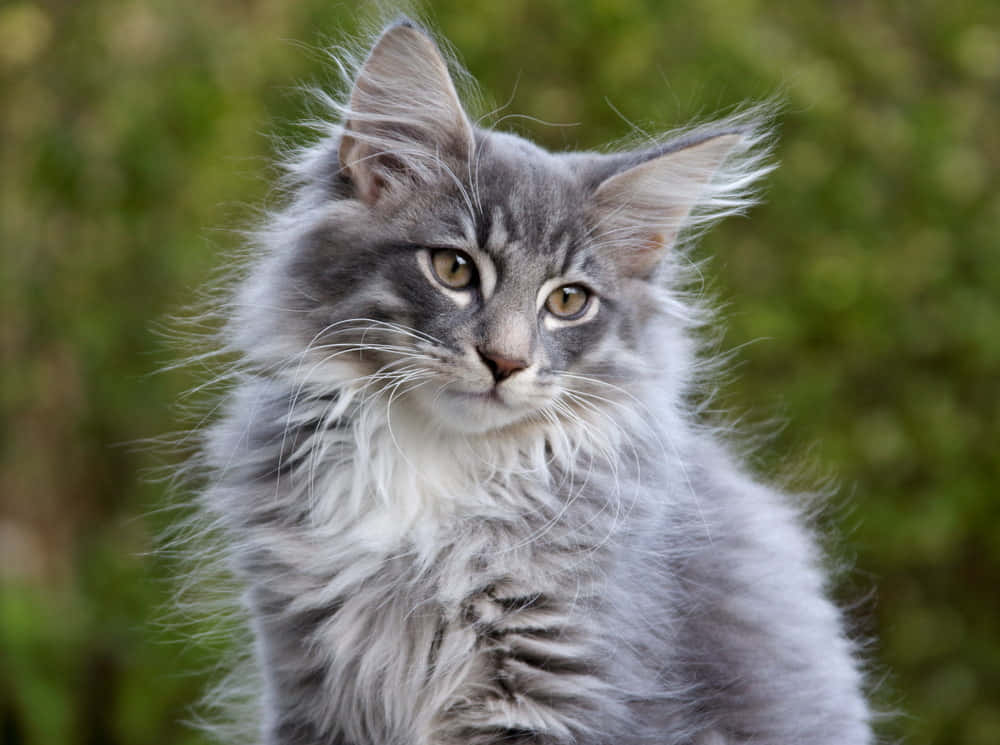 Norwegian Forest Cat 桌布 壁紙 — 一隻毛茸茸的灰色緬因貓小貓，擁有引人注目的綠色眼睛，在柔和的模糊綠色背景下凝視著。