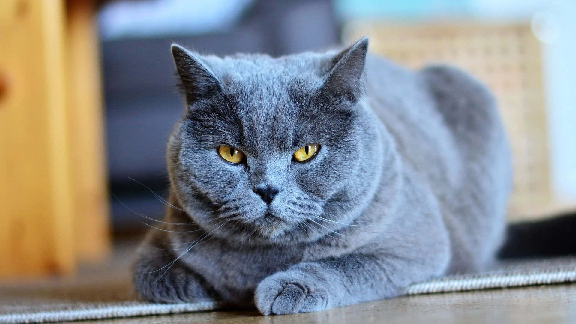 grey cat 桌布 壁紙 — 一隻毛茸茸的灰色英國短毛貓，有著引人注目的黃色眼睛，在木地板上優雅地躺臥。
