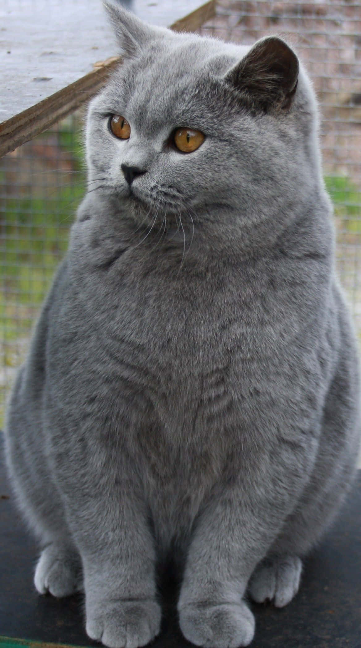 Chartreux 桌布 壁紙 — 一隻毛茸茸的灰色英國短毛貓，有著搶眼的琥珀色眼睛，在室外的深色表面上平靜地坐著。