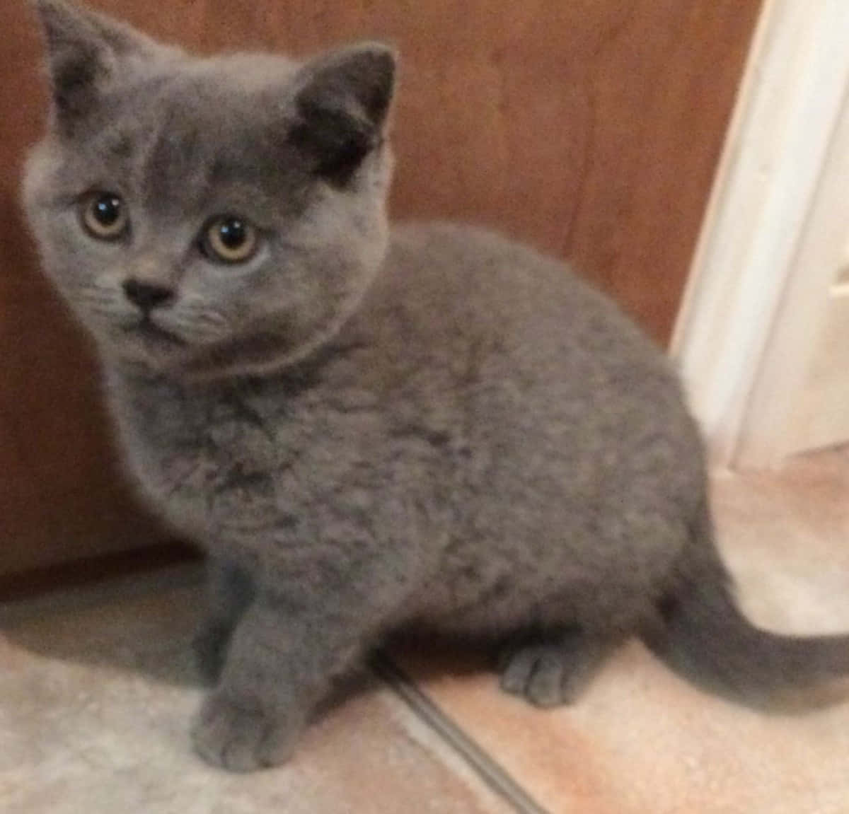 Brazilian Shorthair 桌布 壁紙 — 一隻毛茸茸的灰色英國短毛貓小貓警覺地坐在瓷磚地板上，靠近木門，睜著大大的好奇眼睛。