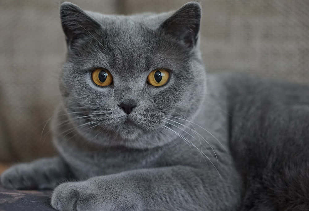 Chartreux 桌布 壁紙 — 一隻毛茸茸的灰色英國短毛貓的特寫，牠有對搶眼的琥珀色眼睛直視鏡頭。