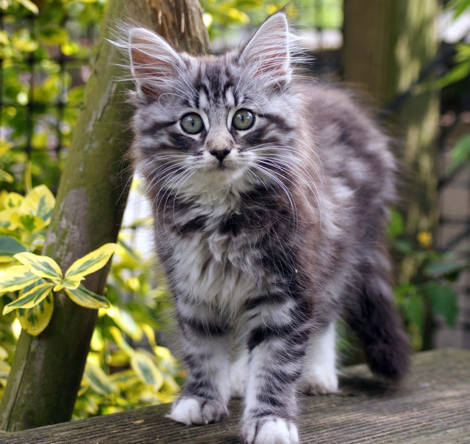 Norwegian Forest Cat 桌布 壁紙 — 一隻毛茸茸的灰色虎斑小貓，有著明亮的綠色眼睛，警覺地站在木籬笆上，周圍是綠色的樹葉。