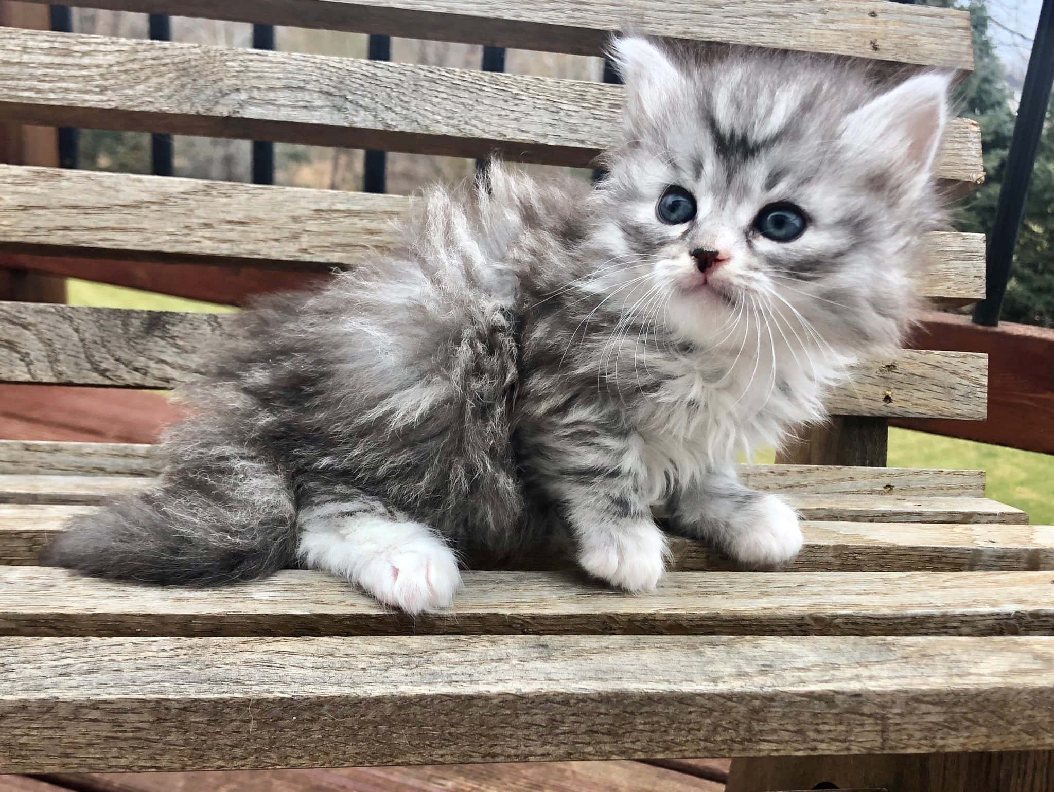Siberian Cat 桌布 壁紙 — 一隻毛茸茸的灰色虎斑小貓，有著明亮的藍色眼睛，好奇地坐在戶外一張風化的木長椅上。
