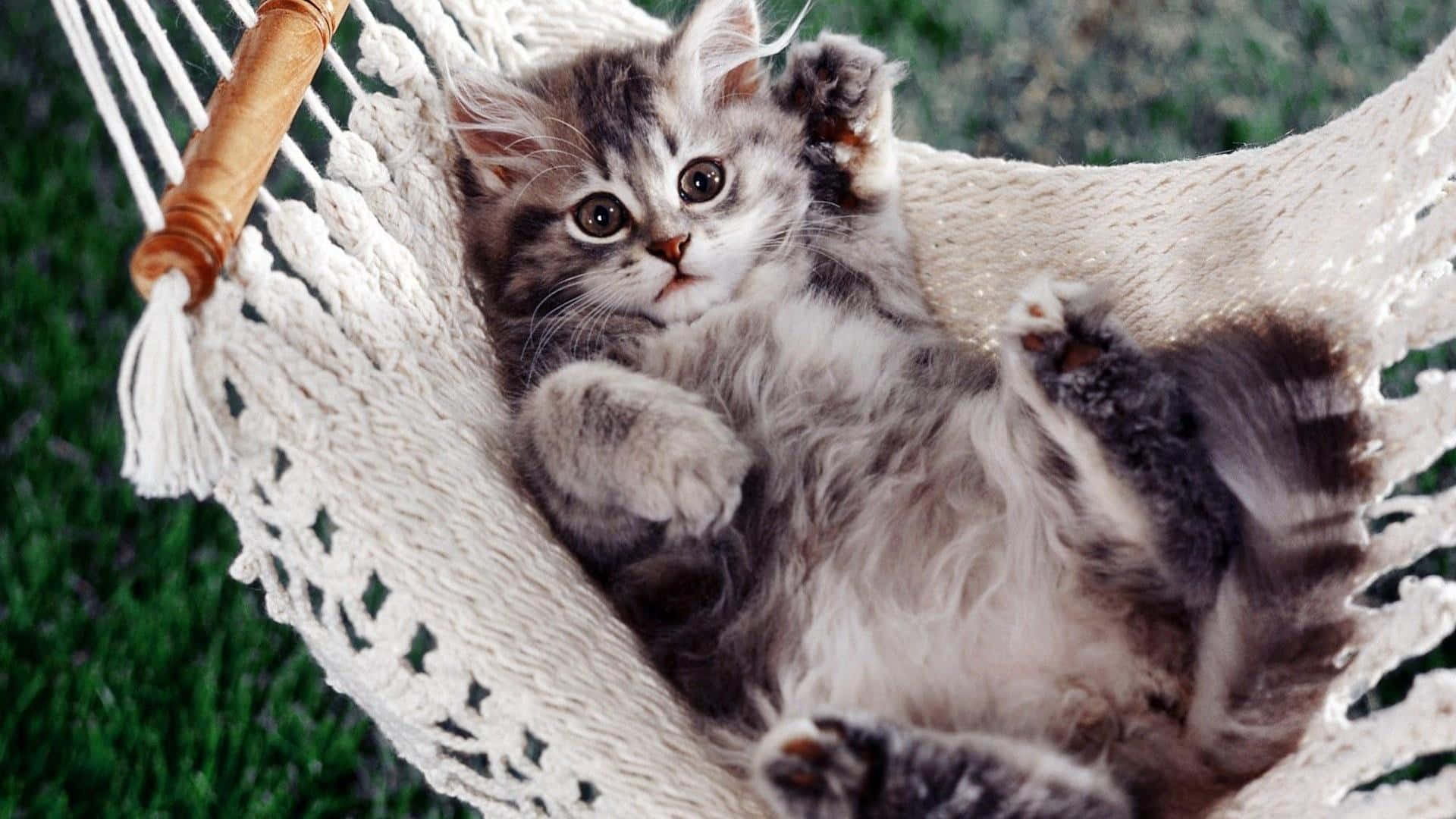 kitty cat 桌布 壁紙 — 一隻毛茸茸的灰色虎斑小貓在懸掛在綠色草地上的白色繩結吊床上仰躺著休息。