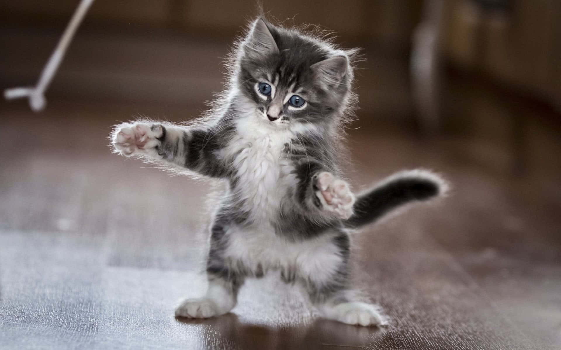 Kitten Cat 桌布 壁紙 — 一隻毛茸茸的灰色虎斑小貓用後腿站立，一隻爪子抬起，好像在木地板上跳舞。