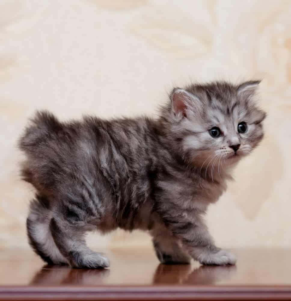 Kurilian Bobtail 桌布 壁紙 — 一隻毛茸茸的灰色虎斑小貓站在木質表面上，背景是柔和的米色壁紙。