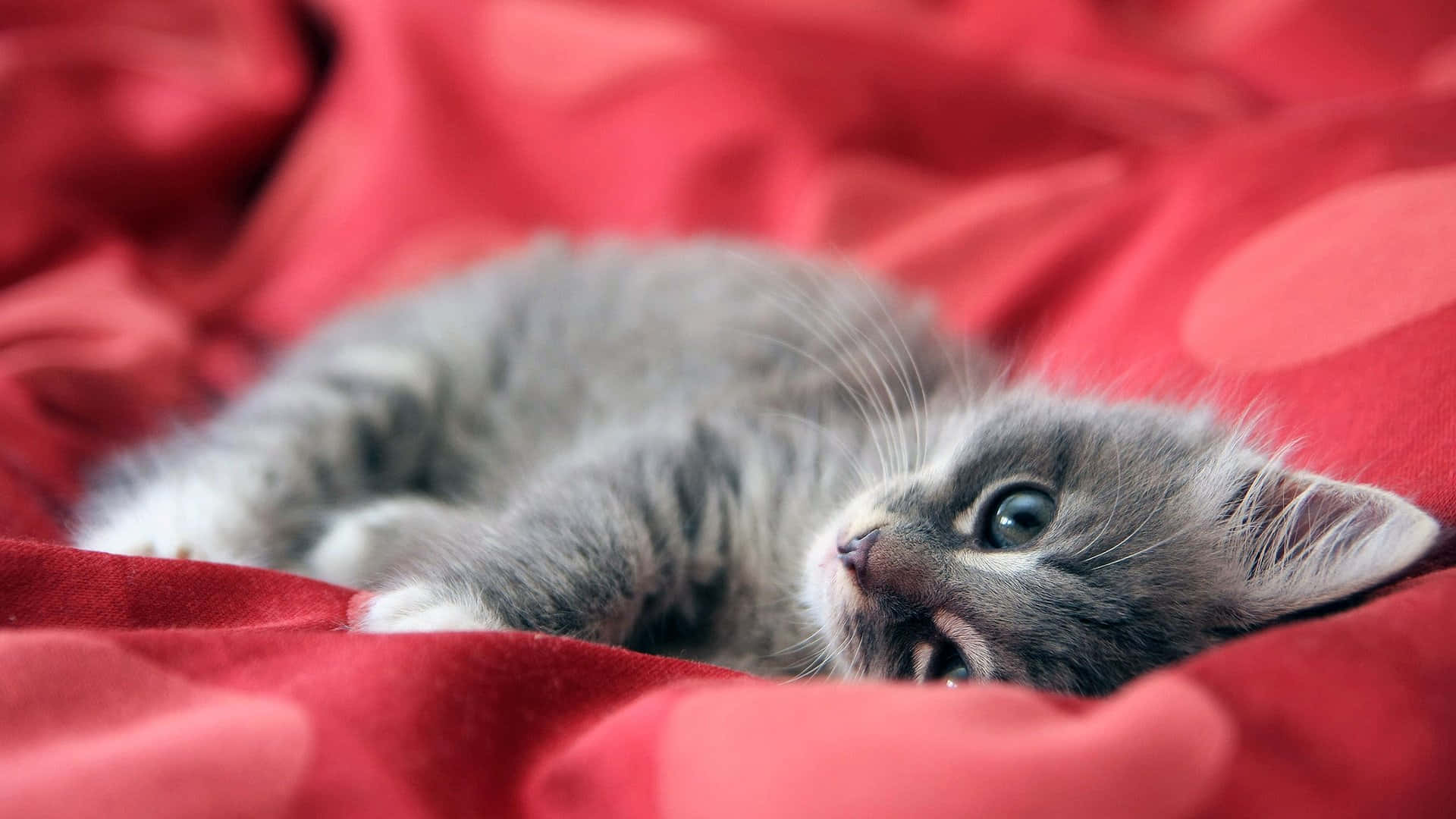kitty cat 桌布 壁紙 — 一隻毛茸茸的灰色虎斑小貓蜷縮在鮮紅色的布料上，睜著大大的好奇眼睛向上凝視。