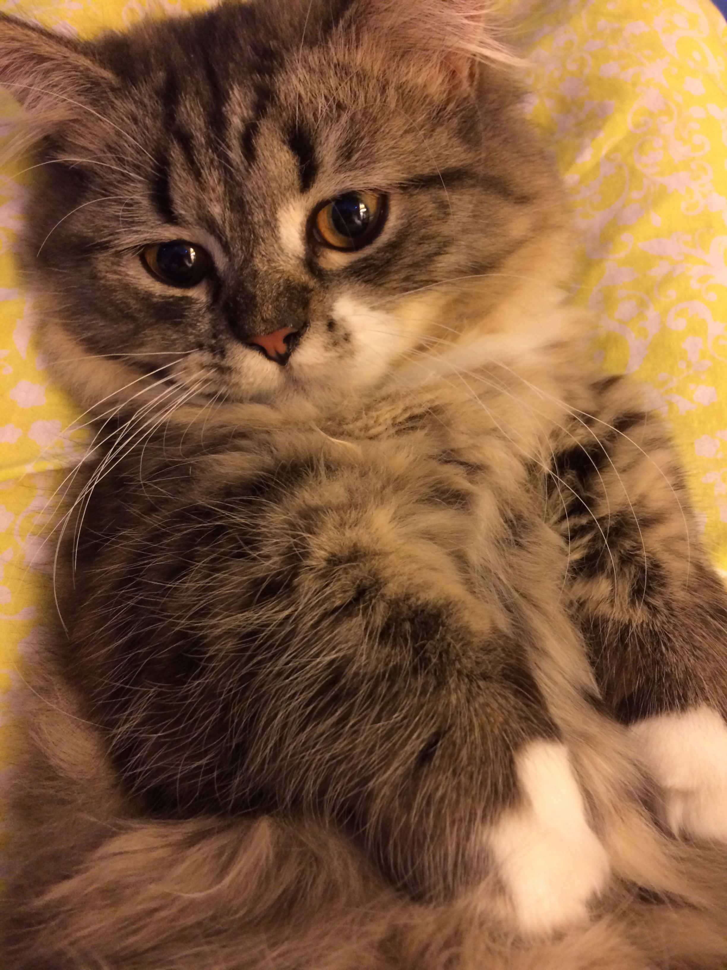 Napoleon Cat 桌布 壁紙 — 一隻毛茸茸的灰色虎斑貓，擁有一對引人注目的琥珀色眼睛，正滿足地躺在黃色圖案毛毯上。