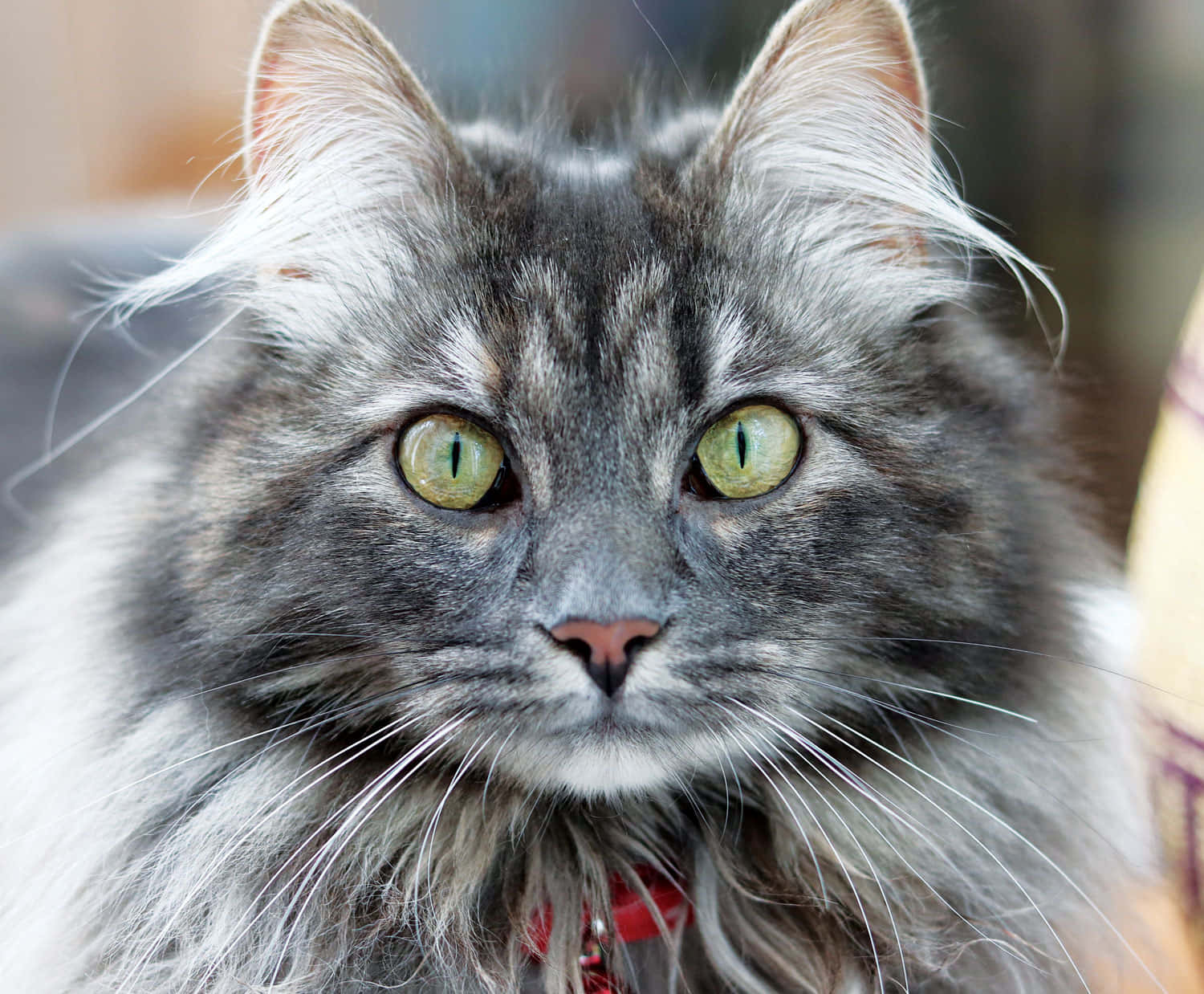 Maine Coon 桌布 壁紙 — 一隻毛茸茸的灰色虎斑貓，擁有引人注目的綠色眼睛，專注地凝視鏡頭的特寫。
