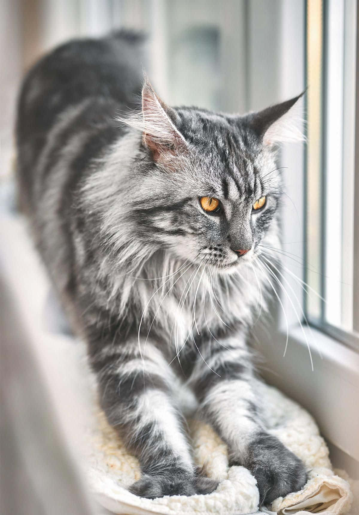 Cute Cat 桌布 壁紙 — 一隻毛茸茸的灰色虎斑貓，有著引人注目的橙色眼睛，在窗台上懶洋洋地躺著，專注地凝視著外面。