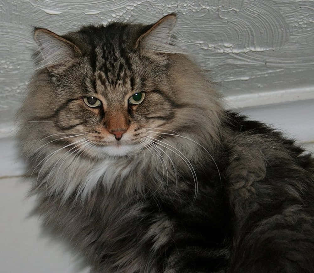Norwegian Forest Cat 桌布 壁紙 — 一隻毛茸茸的灰色虎斑貓，有著引人注目的綠色眼睛，從紋理白色牆壁背景中專注地凝視著。