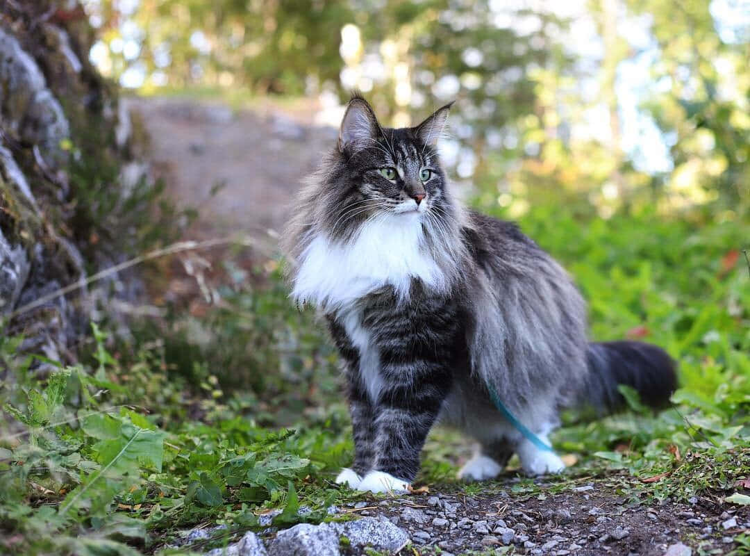 Norwegian Forest Cat 桌布 壁紙 — 一隻毛茸茸的灰色虎斑貓，白色胸部，警覺地站在一條被綠色樹葉和斑駁陽光包圍的草地上。