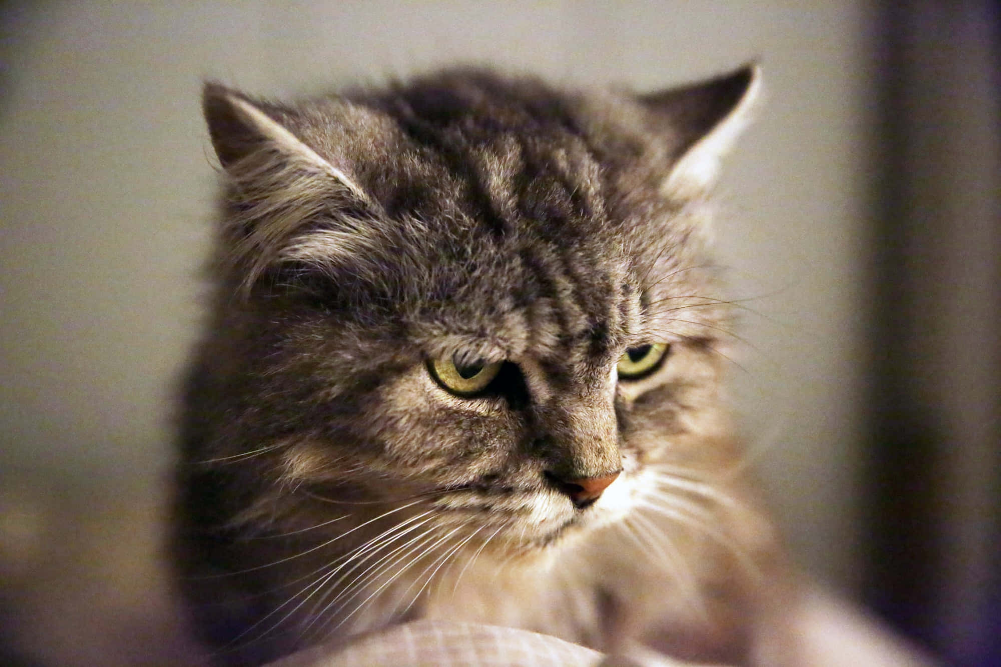 Tabby Cat 桌布 壁紙 — 一隻毛茸茸的灰色虎斑貓，綠色眼睛，表情嚴肅地向下看的特寫。