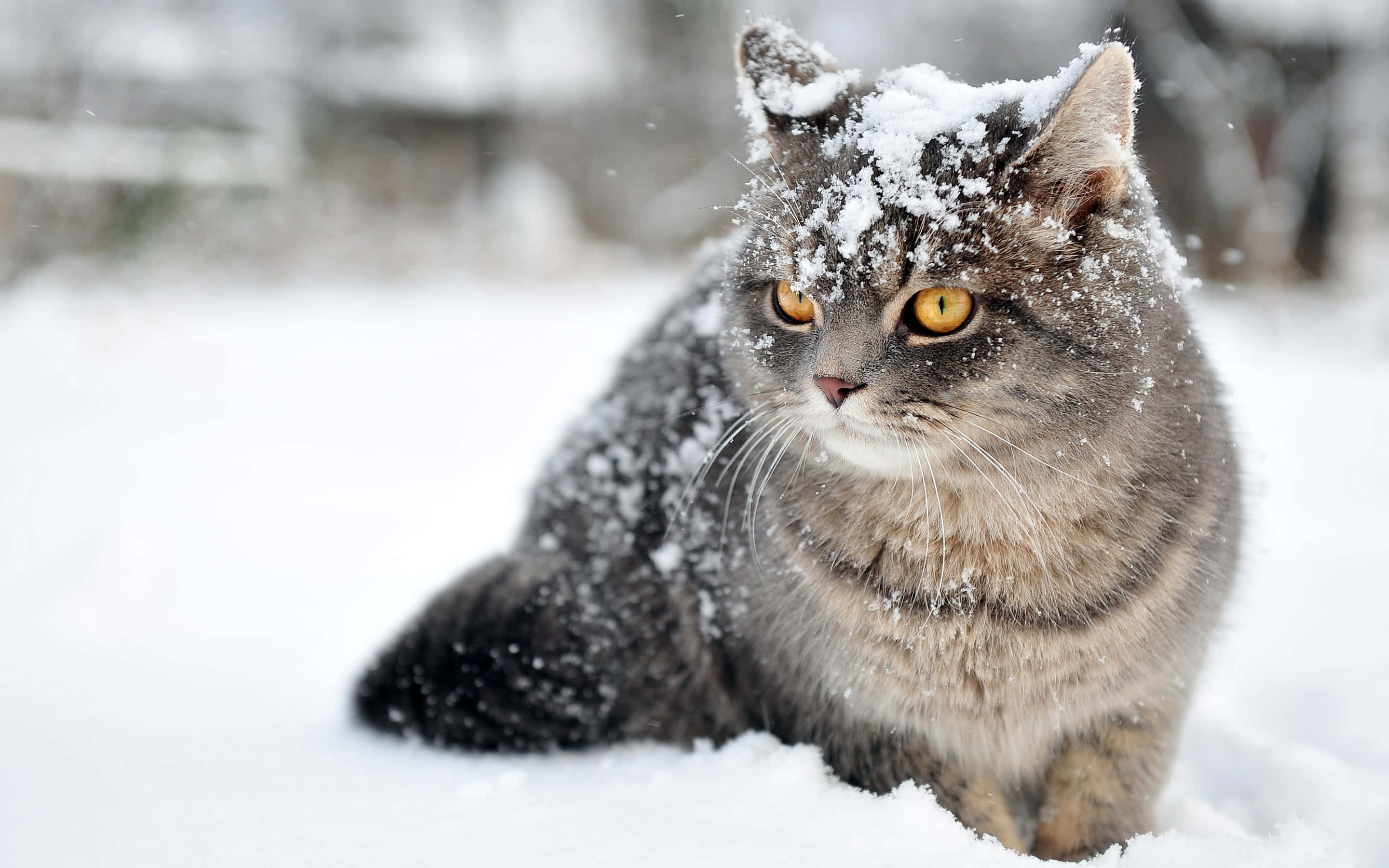 cat walking 桌布 壁紙 — 一隻毛茸茸的灰色虎斑貓，頭上有雪花，平靜地坐在雪地戶外場景中。