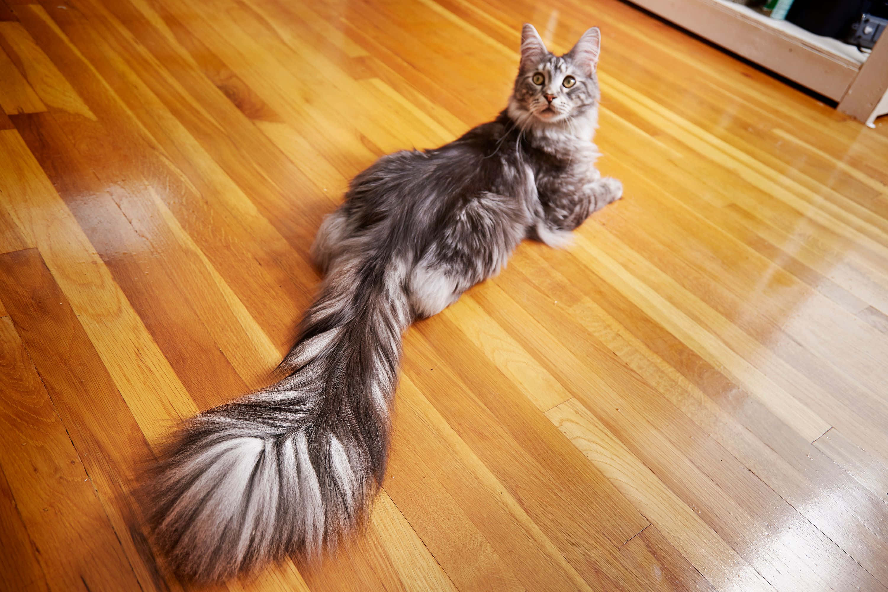 Cat Tail 桌布 壁紙 — 一隻毛茸茸的灰色虎斑貓像皇室般躺在溫暖的木地板上，尾巴像筆觸一樣捲曲。
