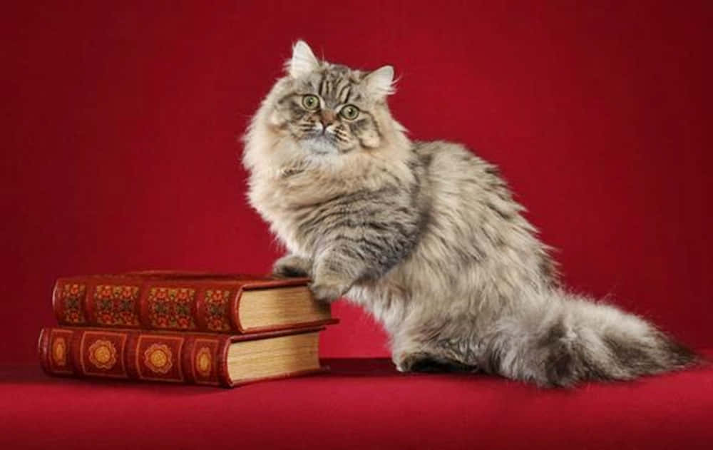 Napoleon Cat 桌布 壁紙 — 一隻毛茸茸的灰色虎斑貓威風凜凜地棲息在兩本裝飾華麗的紅色書本上，背景是深紅色。