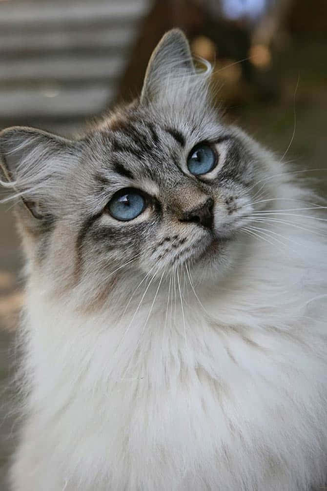 Siberian Cat 桌布 壁紙 — 一隻毛茸茸的灰色虎斑貓的特寫，擁有引人注目的藍色眼睛，向上凝視，背景柔和失焦。