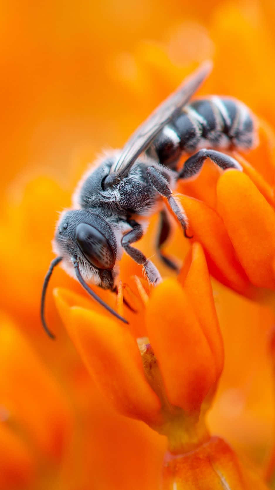 bees 桌布 壁紙 — 一隻毛茸茸的灰色蜜蜂棲息在鮮豔的橙色花瓣上，背景柔和散景的特寫。