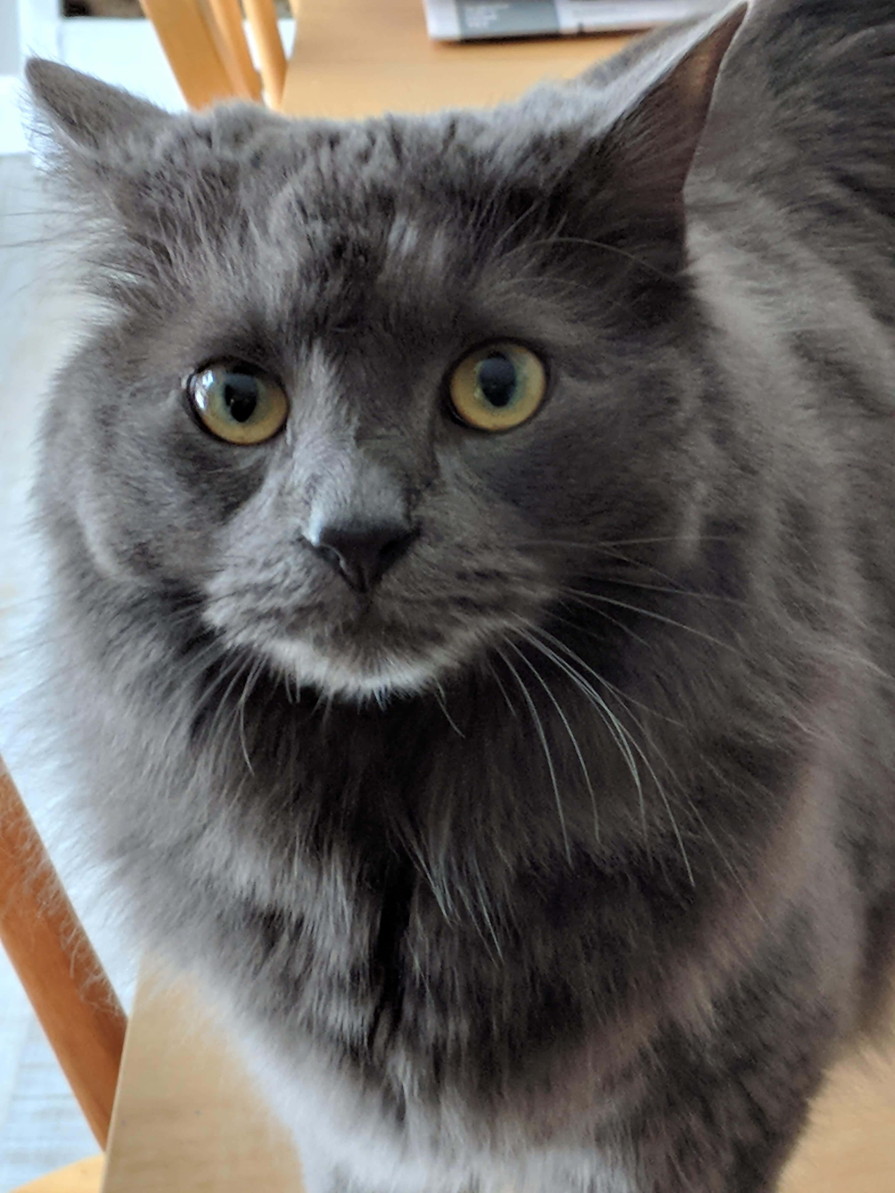 Nebelung 桌布 壁紙 — 一隻毛茸茸的灰色貓咪，擁有引人注目的黃色眼睛，專注地凝視著鏡頭的特寫。