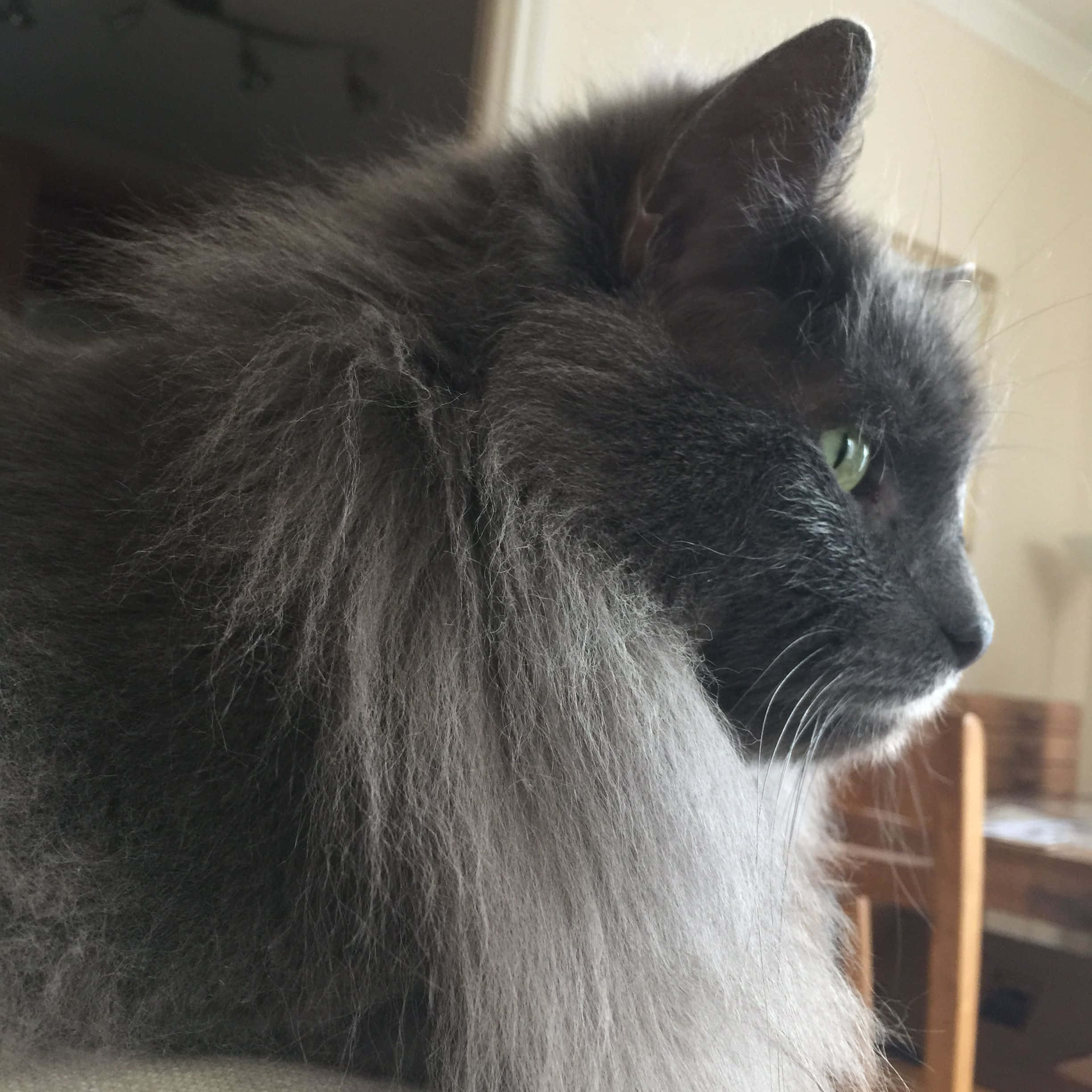 Nebelung 桌布 壁紙 — 一隻毛茸茸的灰色貓咪，擁有綠色眼睛，在柔和光線的室內環境中若有所思地望向一旁的特寫。