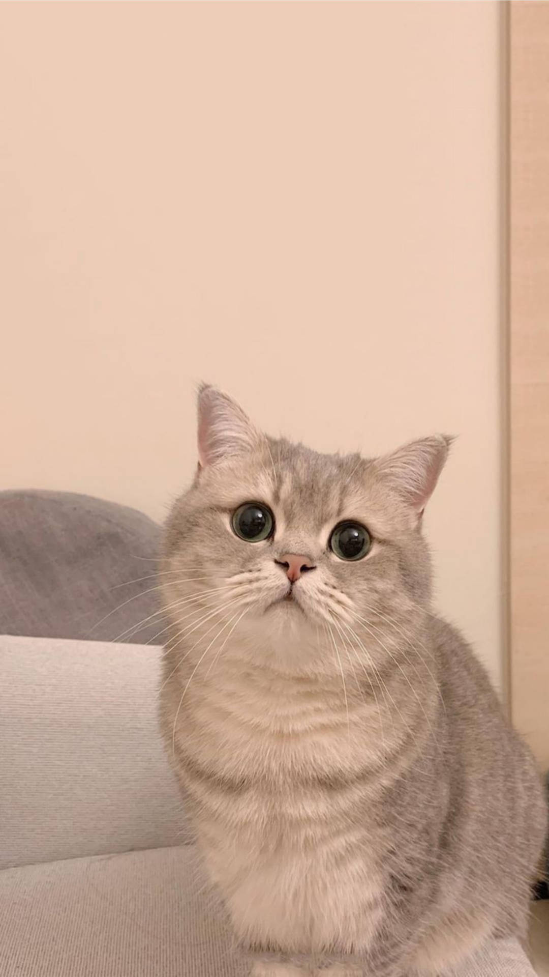 Kitten 桌布 壁紙 — 一隻毛茸茸的灰色貓咪，有著大大的圓眼睛，直直地坐在淺灰色沙發上，天真好奇地向上看。