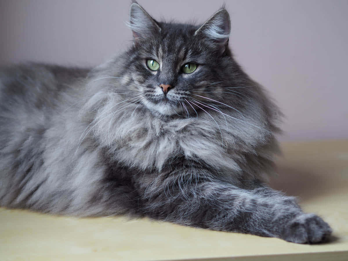 Norwegian Forest Cat 桌布 壁紙 — 一隻毛茸茸的灰色貓咪，有著引人注目的綠色眼睛，在柔和的薰衣草背景下，高貴地躺在木質表面上。