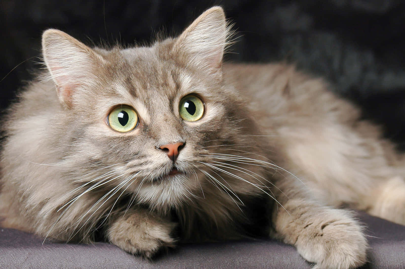Norwegian Forest Cat 桌布 壁紙 — 一隻毛茸茸的灰色貓咪，有著引人注目的綠色眼睛，警覺地躺在黑暗的表面上，專注地凝視前方。