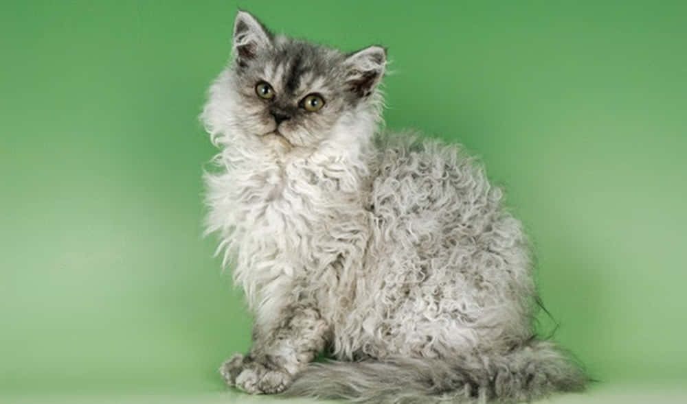 Selkirk Rex 桌布 壁紙 — 一隻毛茸茸的灰色貓咪，有著捲曲的毛髮，警覺地坐在純綠色背景前。