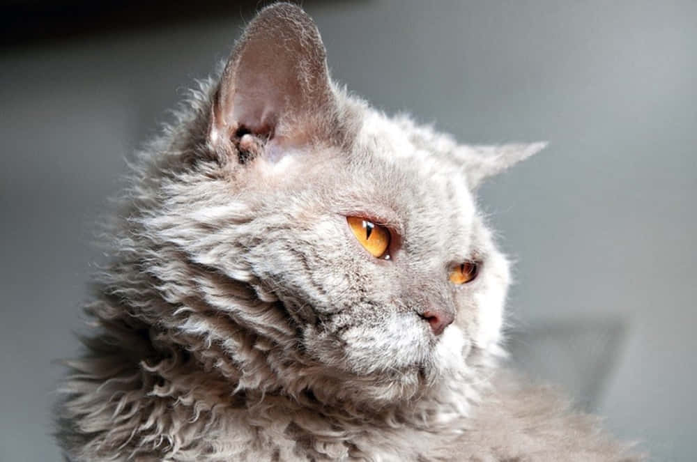 Selkirk Rex 桌布 壁紙 — 一隻毛茸茸的灰色貓咪，有著搶眼的橙色眼睛，在柔和灰色背景前若有所思地凝視的特寫。