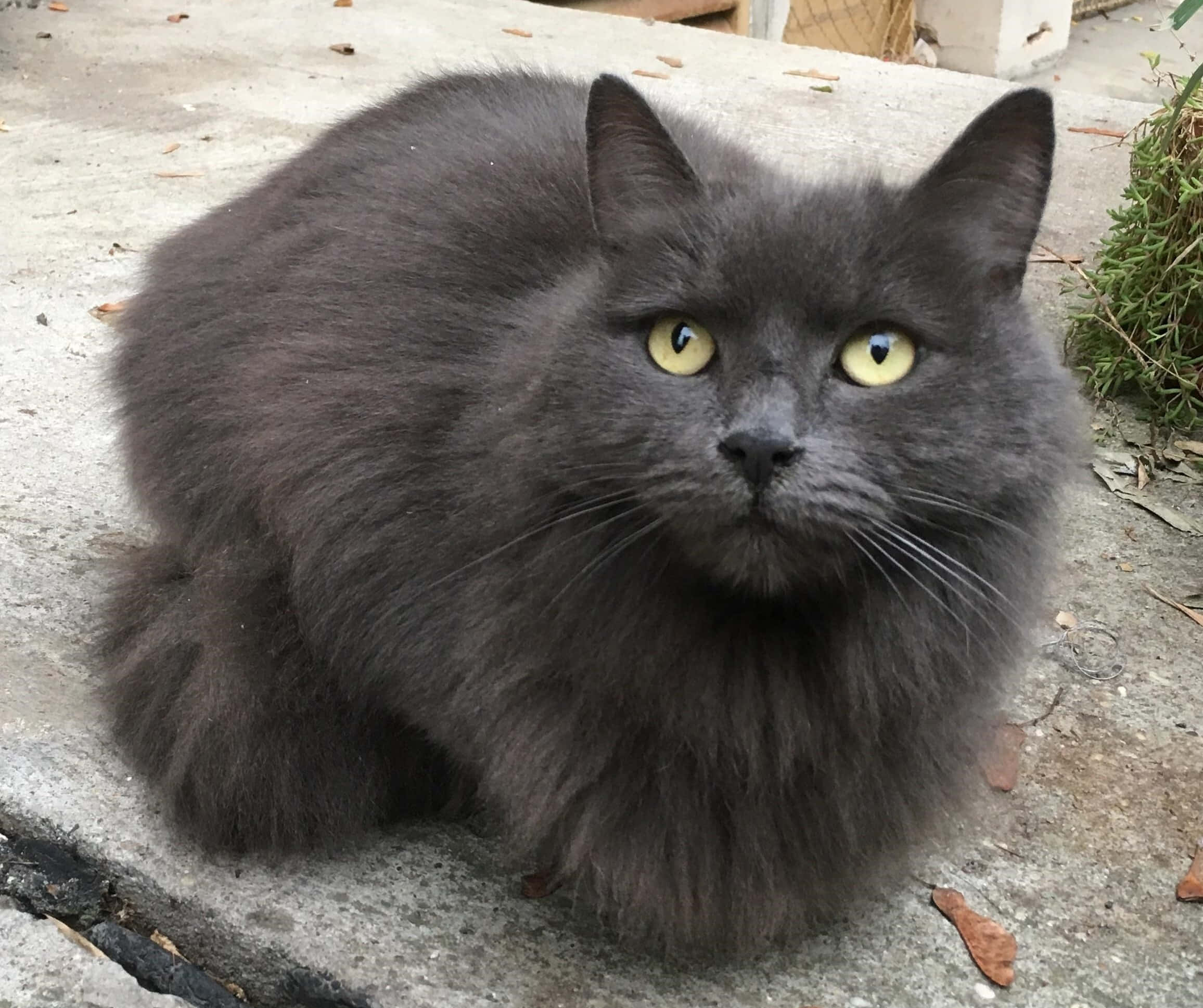 Nebelung 桌布 壁紙 — 一隻毛茸茸的灰色貓咪，有著明亮的黃色眼睛，警覺地坐在混凝土人行道上，周圍有稀疏的綠色植物。