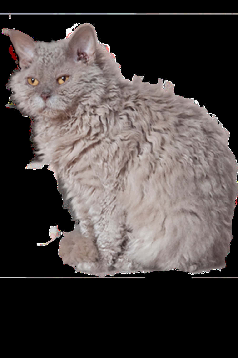 Selkirk Rex 桌布 壁紙 — 一隻毛茸茸的灰色貓咪，有著明亮的黃色眼睛，在純黑背景前安坐。