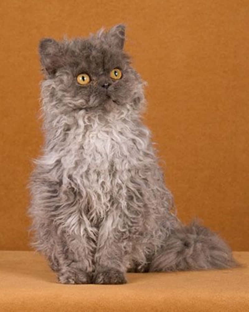 Selkirk Rex 桌布 壁紙 — 一隻毛茸茸的灰色貓咪，有著明亮的黃色眼睛，在溫暖的橙色背景下直立坐著。